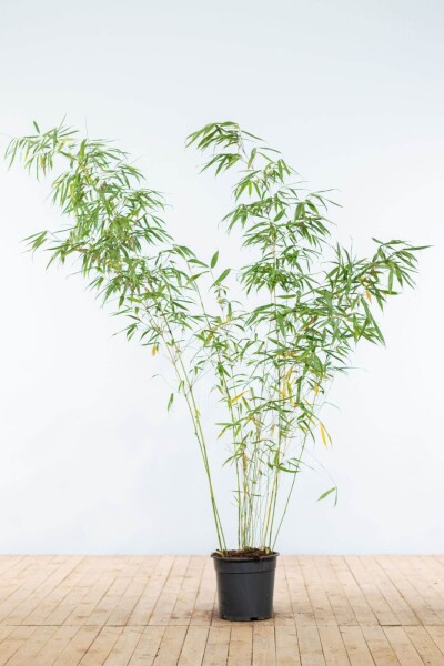 Bamboe / Fargesia Rufa 175-200 cm - Pot