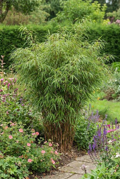 Bamboe / Fargesia Rufa 175-200 cm - Pot
