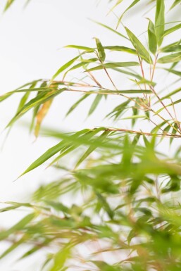 Bamboe / Fargesia Rufa 175-200 cm - Pot