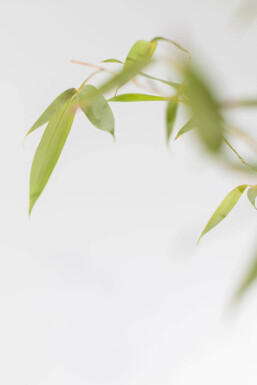 Bamboe / Phyllostachys Aurea 200-225 cm - Pot