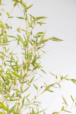 Bamboe / Phyllostachys Aurea 200-225 cm - Pot