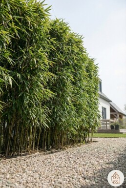 Bamboe / Phyllostachys Bissetii 200-225 cm - Pot