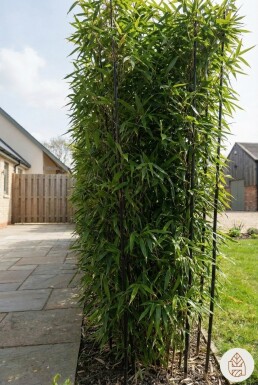 Zwarte Bamboe / Phyllostachys Nigra 200-225 cm - Pot