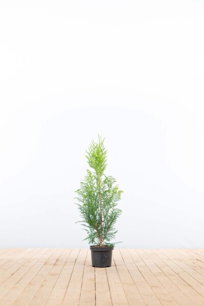 Thuja Plicata Excelsa 60-80 cm - Pot