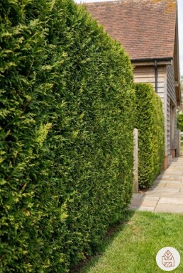 Thuja Plicata Excelsa 125-150 cm - Pot