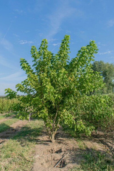Acer buergerianum meerstammig 350-400