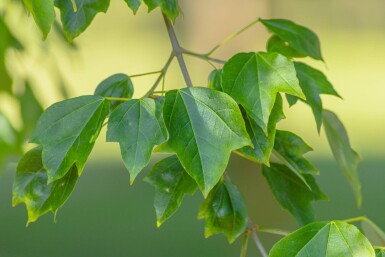 Acer buergerianum meerstammig