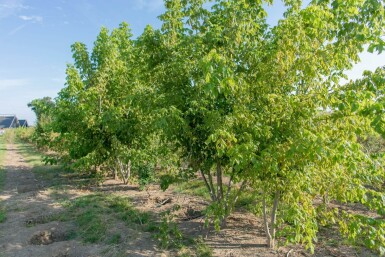 Acer buergerianum meerstammig 350-400