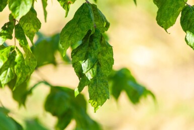 Acer buergerianum meerstammig 350-400