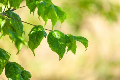 Acer buergerianum meerstammig 350-400