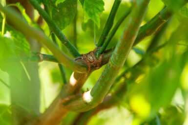 Acer buergerianum meerstammig 350-400