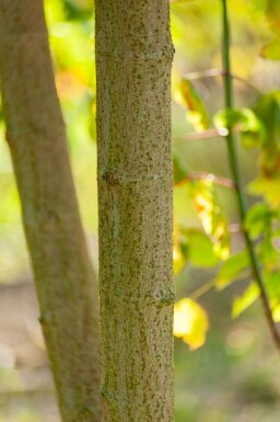 Acer buergerianum meerstammig 350-400
