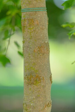 Acer buergerianum meerstammig 350-400