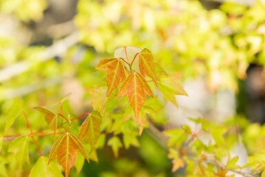 Acer buergerianum meerstammig 350-400