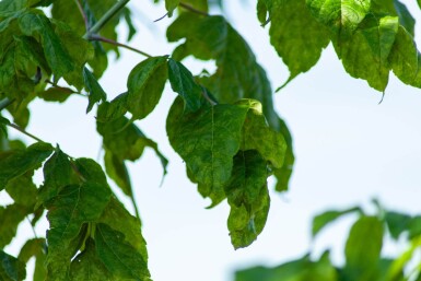 Acer buergerianum meerstammig 350-400