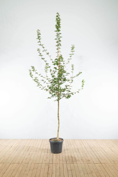 Acer campestre hoogstam 10/12 cm