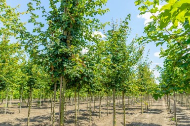 Acer campestre hoogstam 10/12 cm