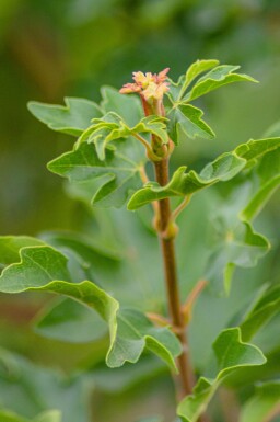 Acer campestre hoogstam 10/12 cm