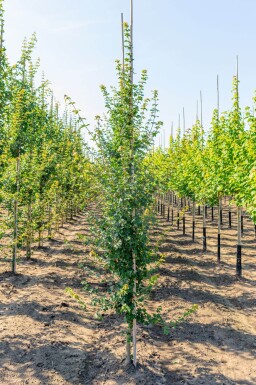 Acer campestre beveerd