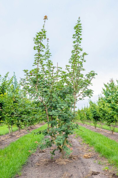 Acer campestre meerstammig 200-250