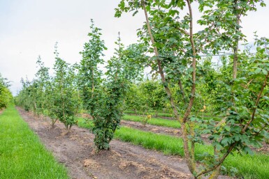 Acer campestre meerstammig