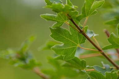 Acer campestre meerstammig 200-250