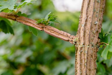 Acer campestre meerstammig 200-250