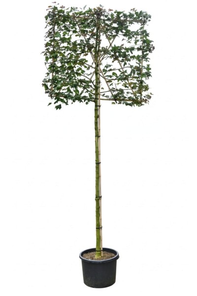 Acer campestre leiboom 12/14 190cm stam 150b x 120h