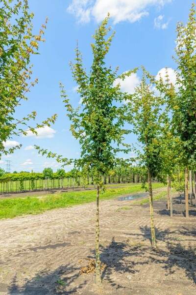 Acer campestre 'Elsrijk' hoogstam 8/10 cm