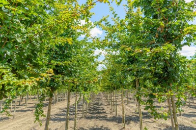 Acer campestre 'Elsrijk' hoogstam
