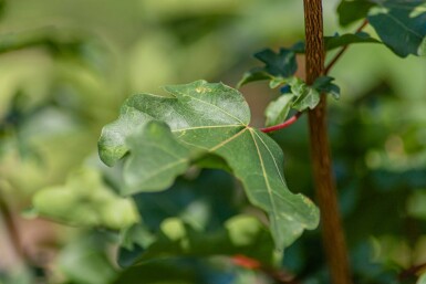Acer campestre 'Elsrijk' hoogstam 8/10 cm