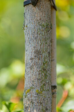 Acer campestre 'Elsrijk' hoogstam 8/10 cm