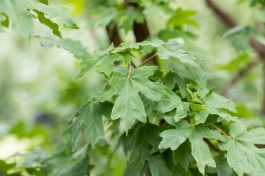 Acer campestre 'Elsrijk' hoogstam 8/10 cm