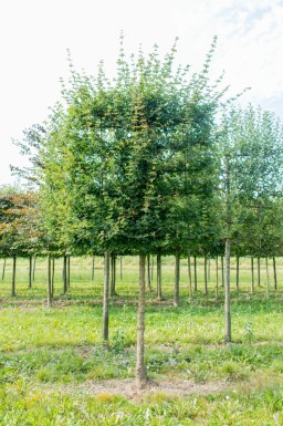 Acer campestre 'Elsrijk' leiboom