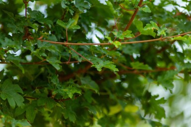 Acer campestre 'Elsrijk' leiboom