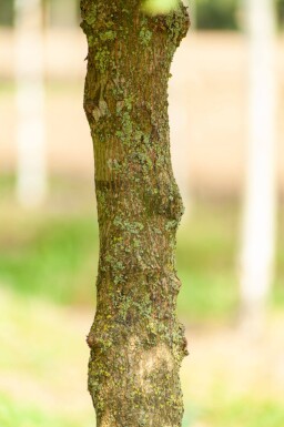 Acer campestre 'Elsrijk' leiboom 16/18 40cm stam 120b x 180h