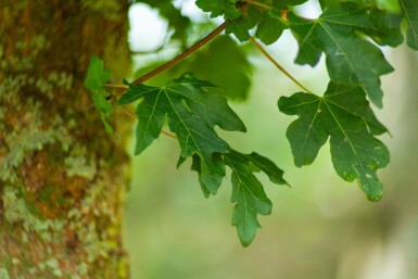 Acer campestre 'Elsrijk' leiboom 16/18 40cm stam 120b x 180h