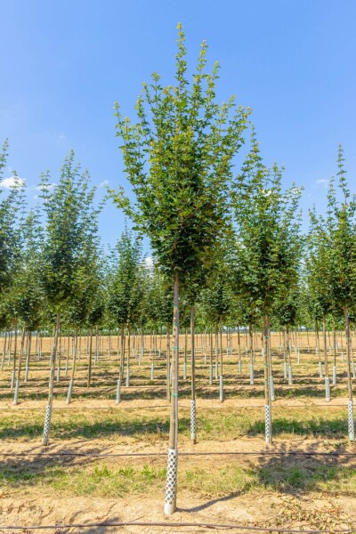 Acer campestre ‘Huibers Elegant’ hoogstam 8/10 cm
