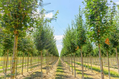 Acer campestre ‘Huibers Elegant’ hoogstam