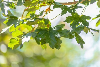 Acer campestre ‘Huibers Elegant’ hoogstam 8/10 cm