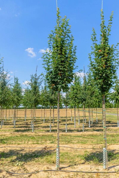 Acer campestre 'Lienco' hoogstam 10/12
