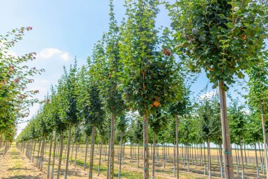 Acer campestre 'Lienco' hoogstam