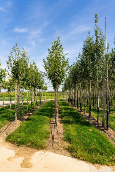 Acer capillipes hoogstam 12/14