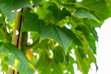 Acer capillipes hoogstam