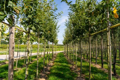 Acer capillipes hoogstam 12/14