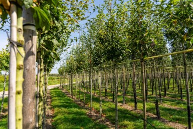 Acer capillipes hoogstam 12/14