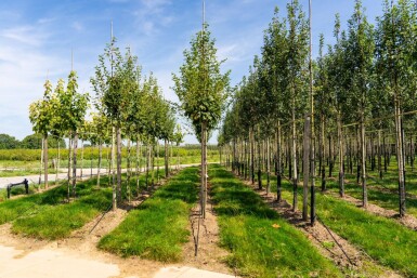 Acer capillipes hoogstam 12/14