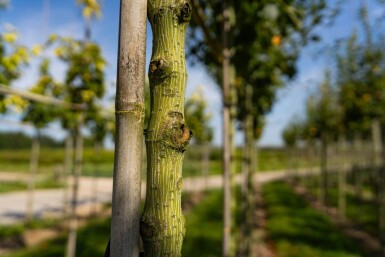 Acer capillipes hoogstam 12/14
