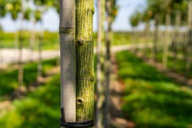 Acer capillipes hoogstam 12/14