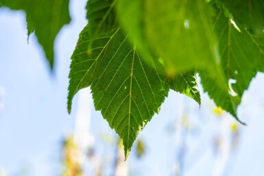 Acer capillipes hoogstam 12/14